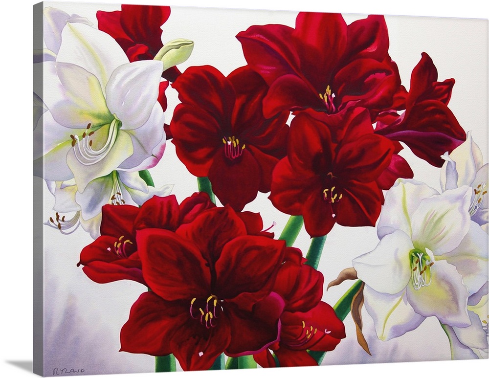 Contemporary painting of a bouquet of amaryllis flowers.