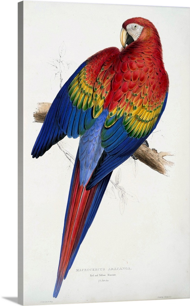 Originally a coloured engraving. Red And Yellow Macaw (Macrocercus Aracanga), From Illustrations Of The Family Of Psittaci...