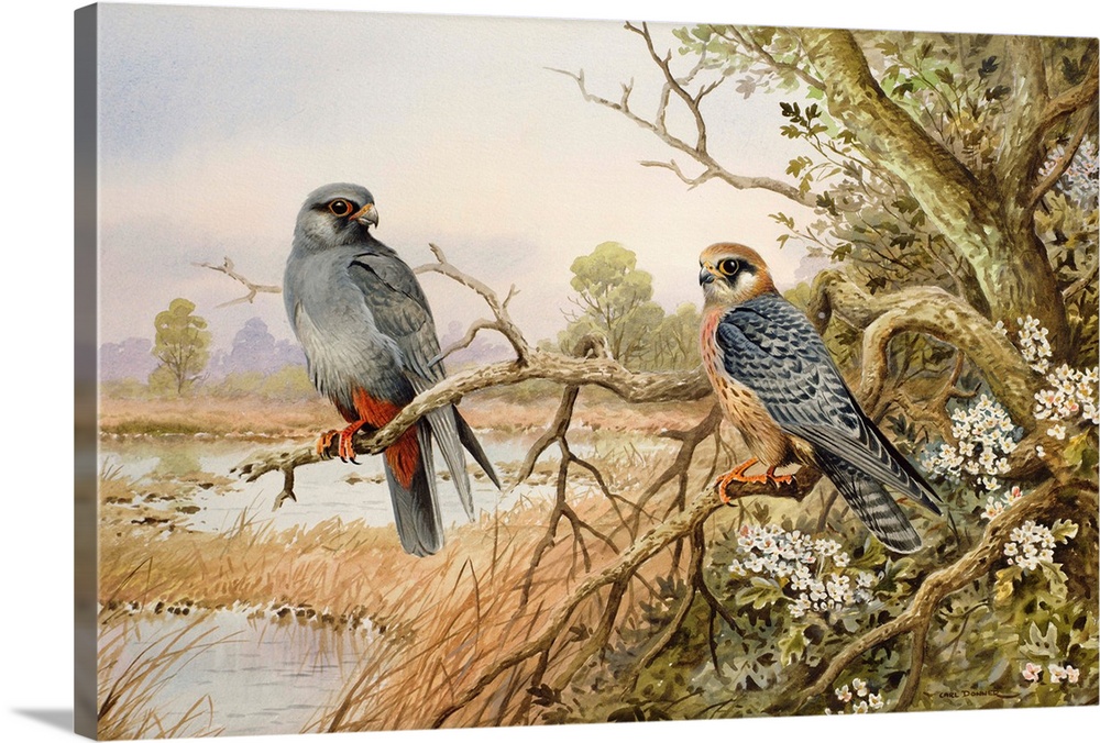 Red-footed Falcons