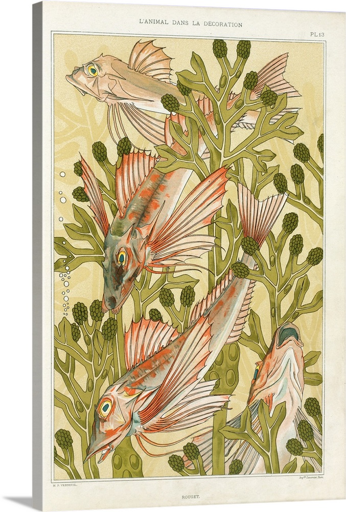 Originally a colour lithograph. Red Mullet, From 'L'Animal Dans La Decoration' By Maurice Pillard Verneuil, Pub 1897