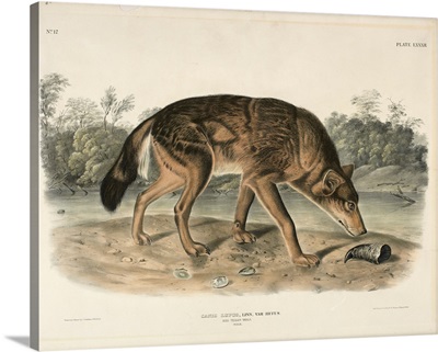 Red Texan Wolf (Canis Lupus), 1845