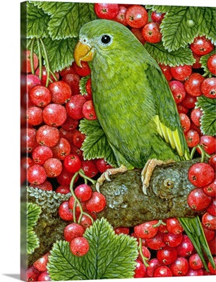 Redcurrant-Parakeet, 1995