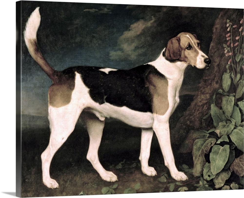 BAL1579 Ringwood, a Brocklesby Foxhound, 1792 (oil on canvas)  by Stubbs, George (1724-1806); 100x126 cm; Private Collecti...