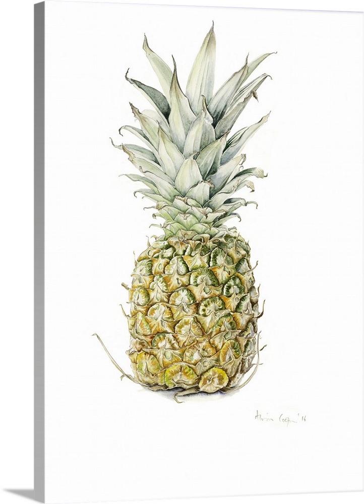 Ripe Pineapple, watercolour, 2016.