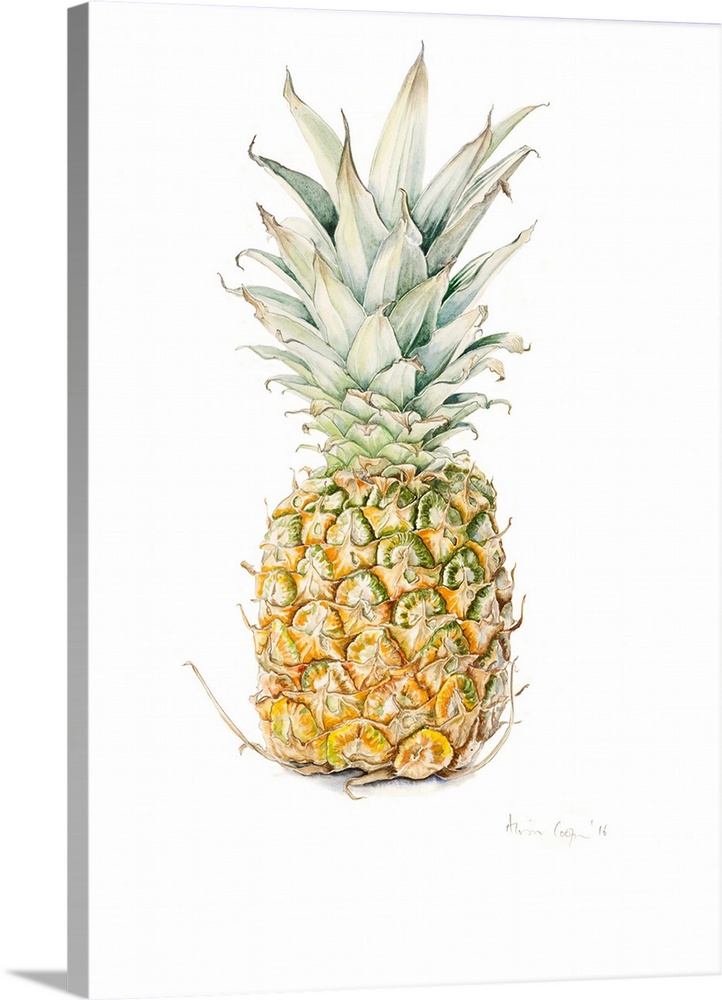 Ripe Pineapple, watercolour, 2016.