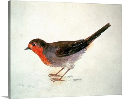 Robin, from The Farnley Book of Birds, c.1816