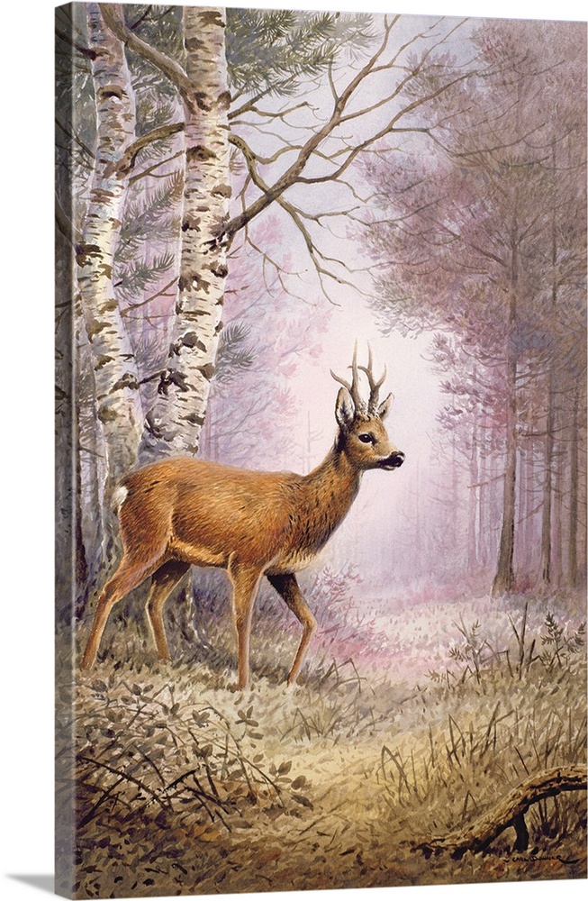 Roe-Deer