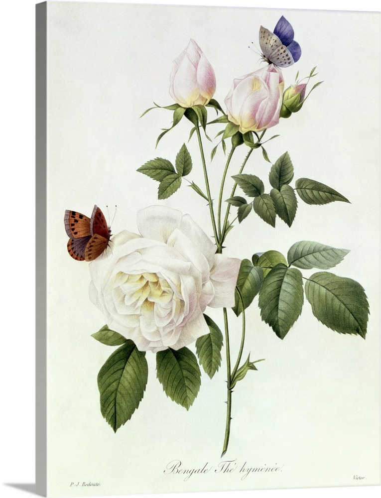 Classic botanical illustration of  two butterflies on a rose and rosebuds on a white background.