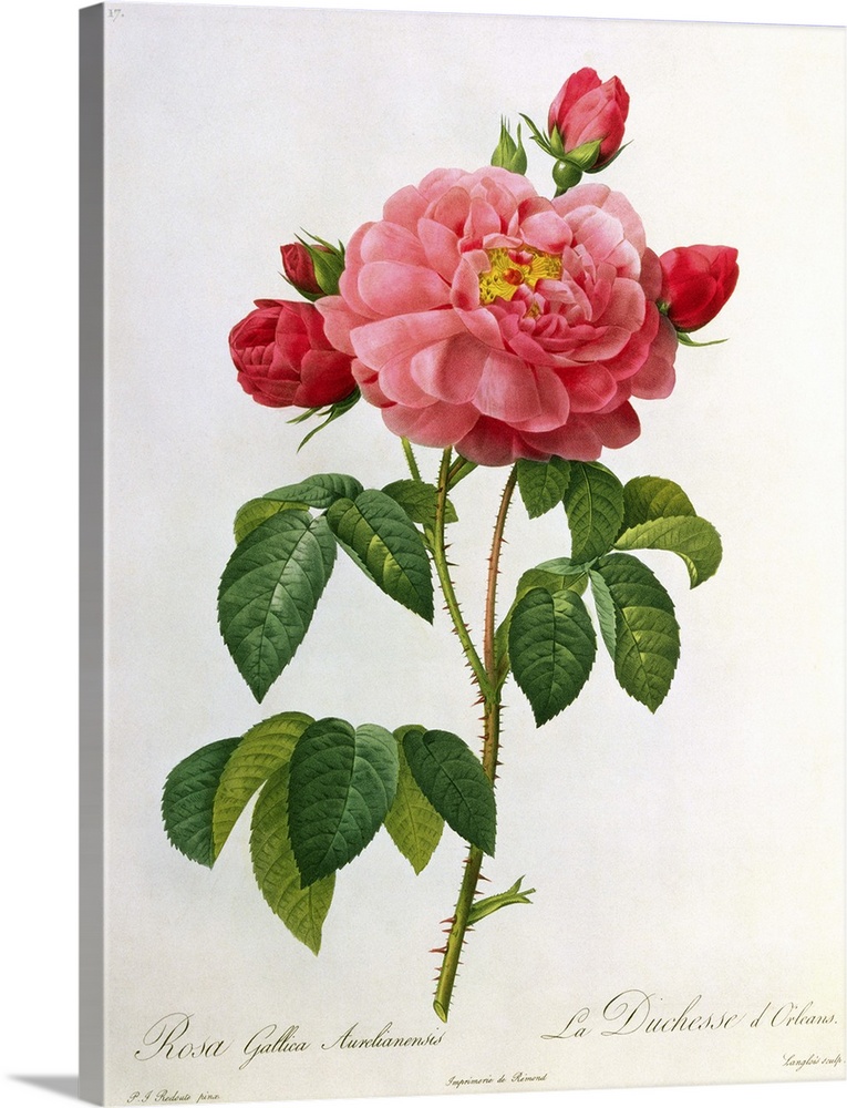 BAL8421 Rosa Gallica Aurelianensis, engraved by Eustache Hyacinthe Langlois (1777-1837) (coloured engraving)  by Redoute, ...