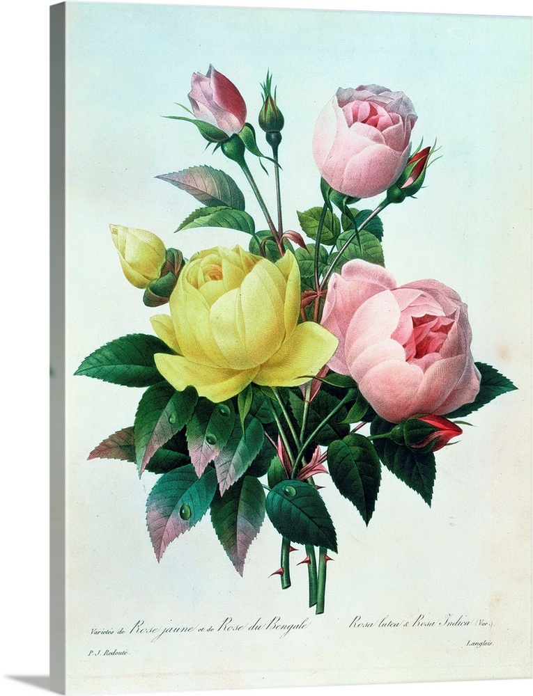BAL14201 Rosa Lutea and Rosa Indica, from 'Les Choix des Plus Belles Fleurs', 1827  by Redoute, Pierre Joseph (1759-1840);...