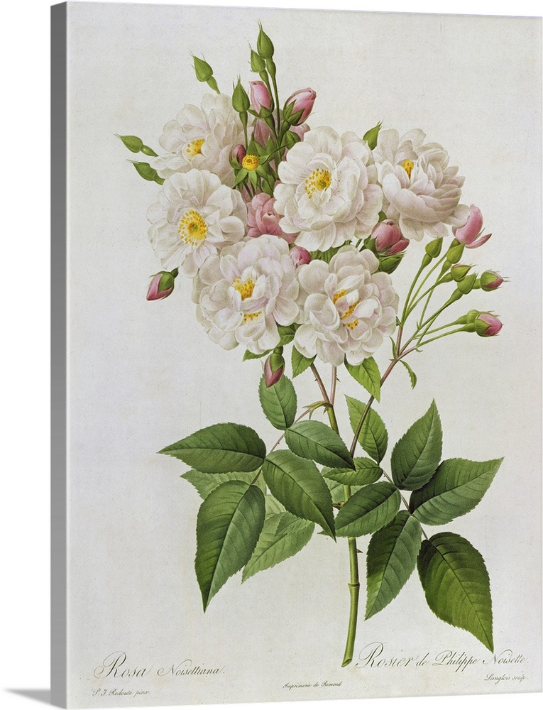 BAL8425 Rosa Noisettiana, from'Les Roses', 19th century 9coloured engraving)  by Redoute, Pierre Joseph (1759-1840); Lindl...