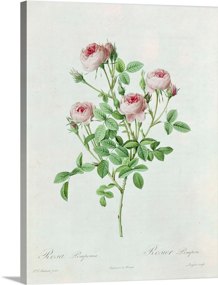 Rosa Pomponia, from Les Roses by Claude Antoine Thory