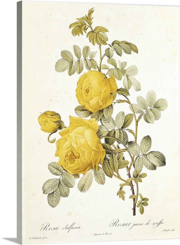 Rosa Sulfurea (Yellow Rose) from Les Roses by Claude Antoine Thory (1757  1827) engraved by Eustache Hyacinthe Langlois (1777 1837) 1817 (coloured  engraving) Wall Art, Canvas Prints, Framed Prints, Wall Peels | Great Big  Canvas