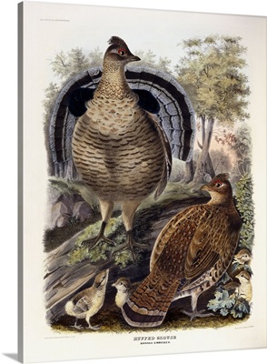 Ruffed Grouse, 1865