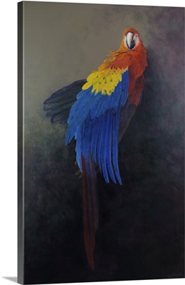 Scarlet Macaw 3, 2014
