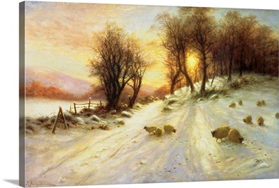 Sheep in Winter Snow