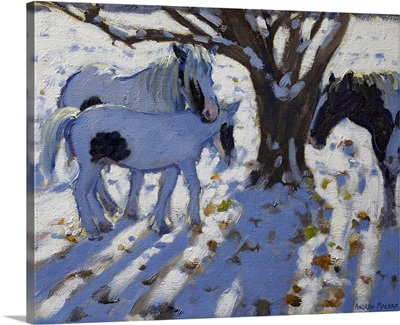 Skewbald Ponies In Winter