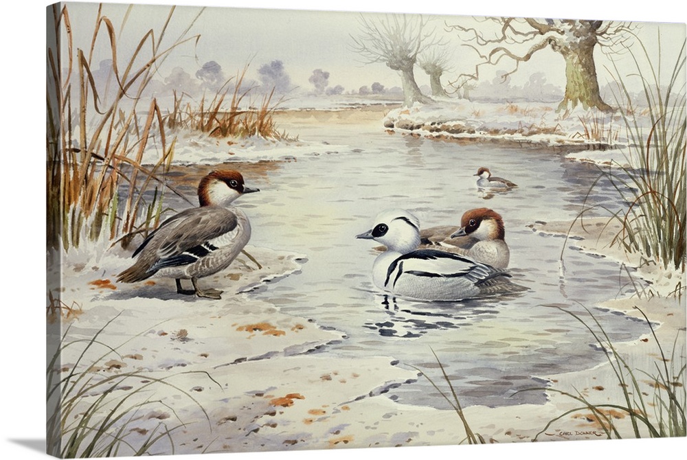 Smew, originally watercolor.