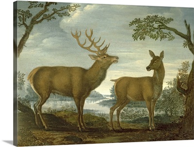 Stag and hind in a wooded landscape