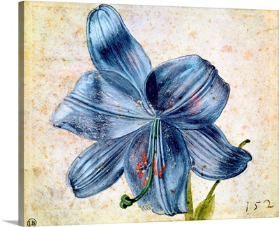 Study of a lily, 1526