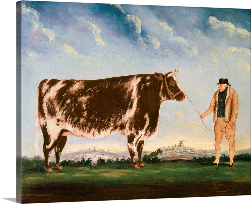 Study of a Shorthorn