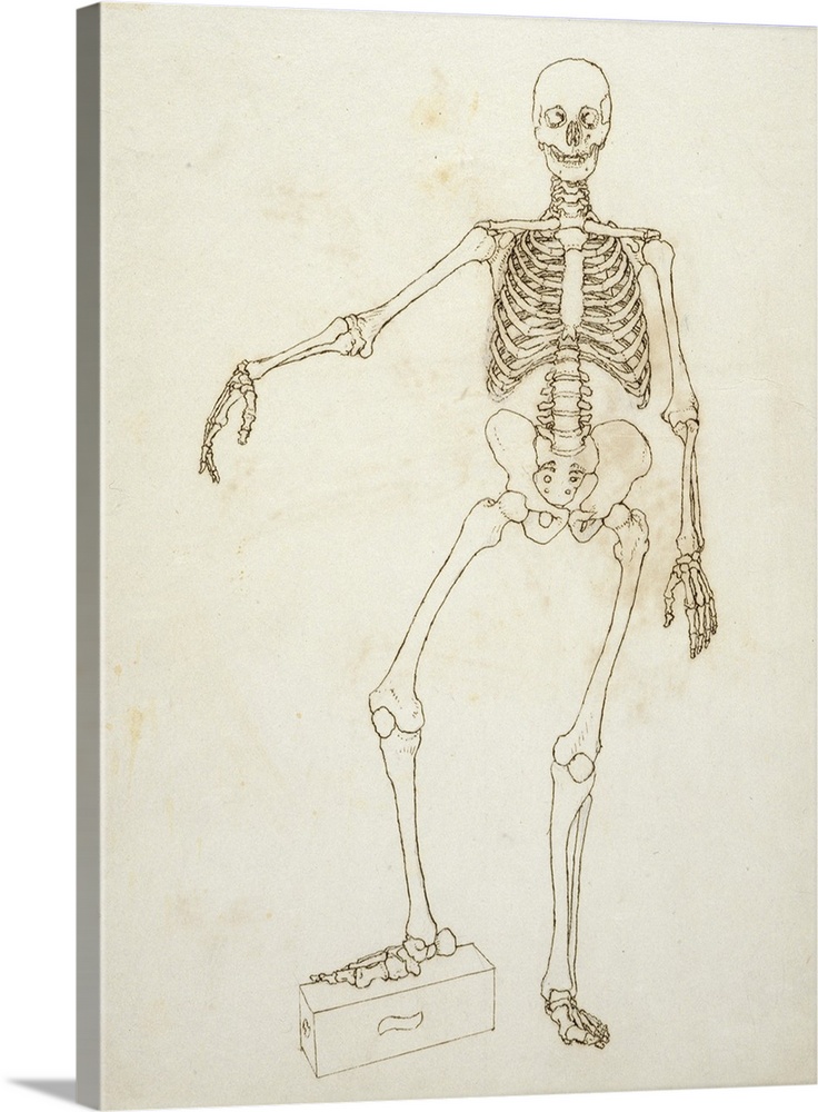 Study of the Human Figure, Anterior View, from 'A Comparative Anatomical Exposition of the Structure of the Human Body wit...