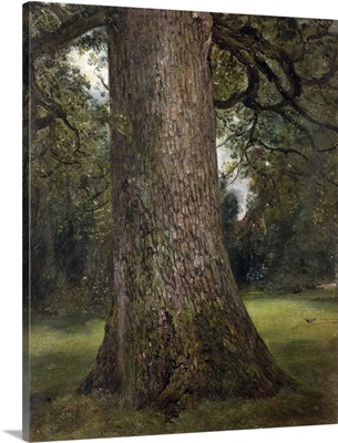 Study Of The Trunk Of An Elm Tree, 1821