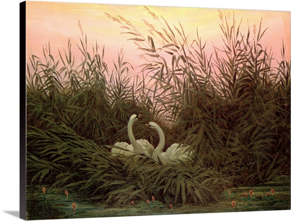 BAL196408 Swans in the Reeds, c.1820 (oil on canvas)  by Friedrich, Caspar David (1774-1840); 34x44 cm; Hermitage, St. Pet...