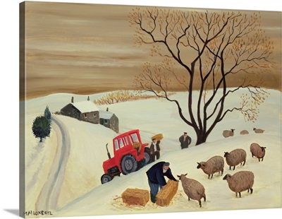 Taking Hay to the Sheep by Tractor