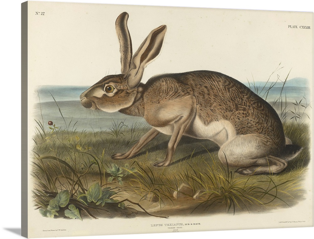 1848; Originally a hand-colored lithograph on woven paper.