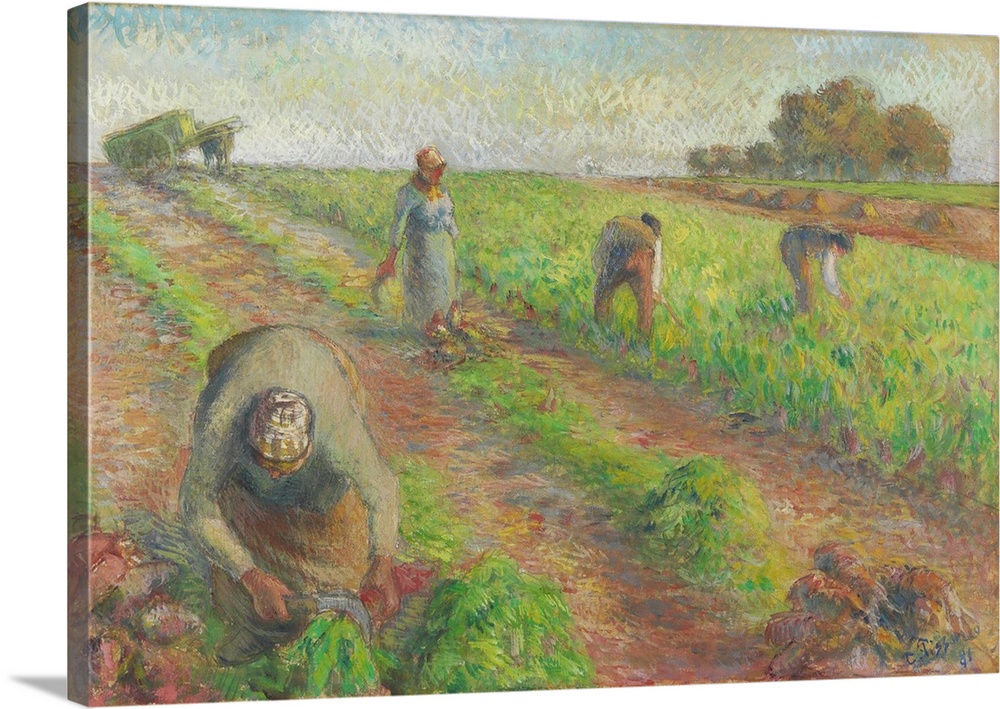 The Beet Harvest, 1881 (originally gouache over graphite on linen) by Pissarro, Camille (1830-1903)