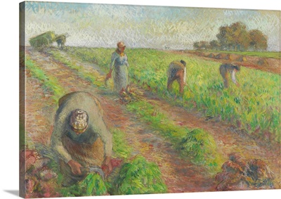 The Beet Harvest