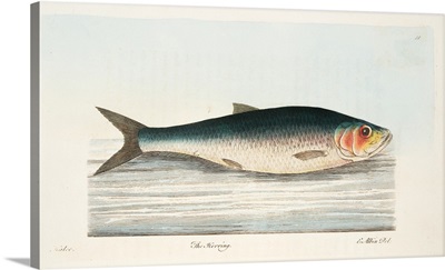 The Herring, from A Treatise on Fish and Fish-ponds, pub. 1832 (hand coloured engraving)