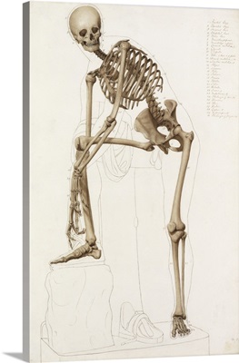 The Human Skeleton, In The Pose Of Praxiteles' 'Hermes Fastening His Sandal'