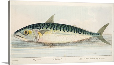 The Mackerel, from A Treatise on Fish and Fish-ponds, pub. 1832