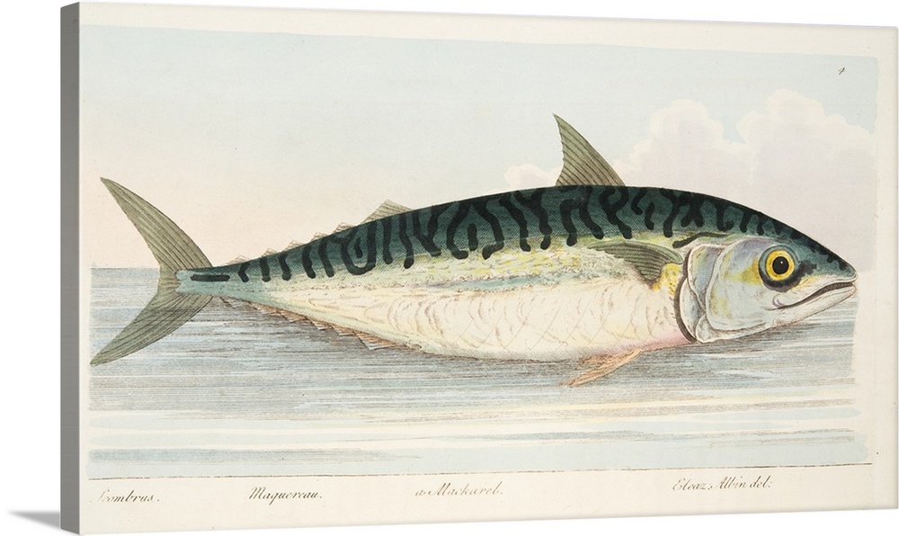 The Mackerel, from A Treatise on Fish and Fish-ponds, pub. 1832 (hand coloured engraving)