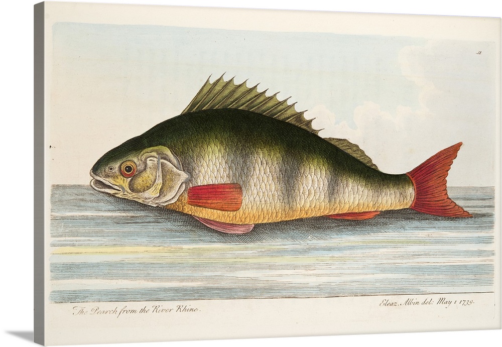 The Pearch from the River Rhine, from A Treatise on Fish and Fish-ponds, pub. 1832 (hand coloured engraving)