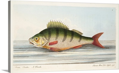 The Perch, from A Treatise on Fish and Fish-ponds, pub. 1832 (hand coloured engraving)