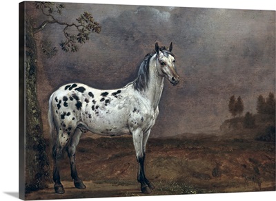 The Piebald Horse, 1653