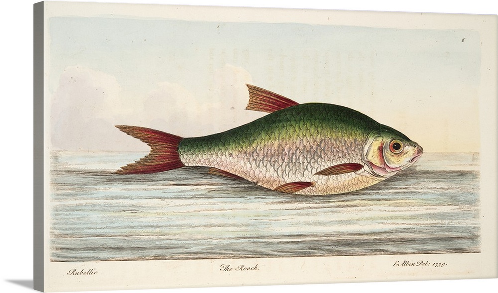 The Roach, from A Treatise on Fish and Fish-ponds, pub. 1832 (hand coloured engraving)