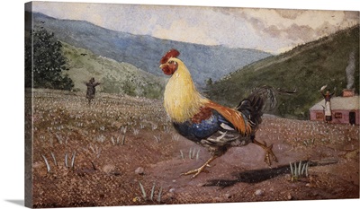 The Rooster, 1876