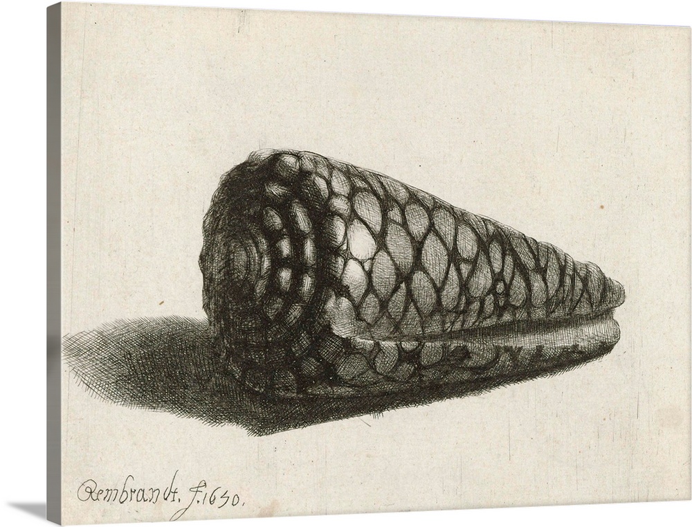 The Shell (Conus marmoreus), 1650 (etching) by Rembrandt Harmensz. van Rijn (1606-69) Rijksmuseum, Amsterdam, The Netherla...