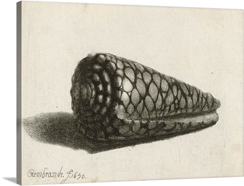 The Shell, 1650 | Great Big Canvas