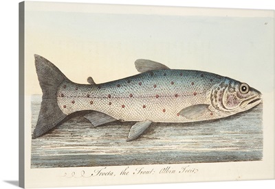 The Trout, from A Treatise on Fish and Fish-ponds, pub. 1832 (hand coloured engraving)