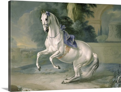 The White Stallion 'Leal' en levade, 1721