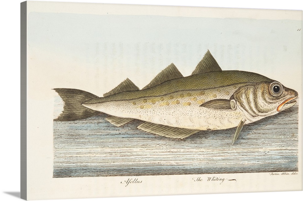 The Whiting, from A Treatise on Fish and Fish-ponds, pub. 1832 (hand coloured engraving)