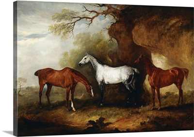 Three Hunters belonging to Robert Myddelton-Biddulph