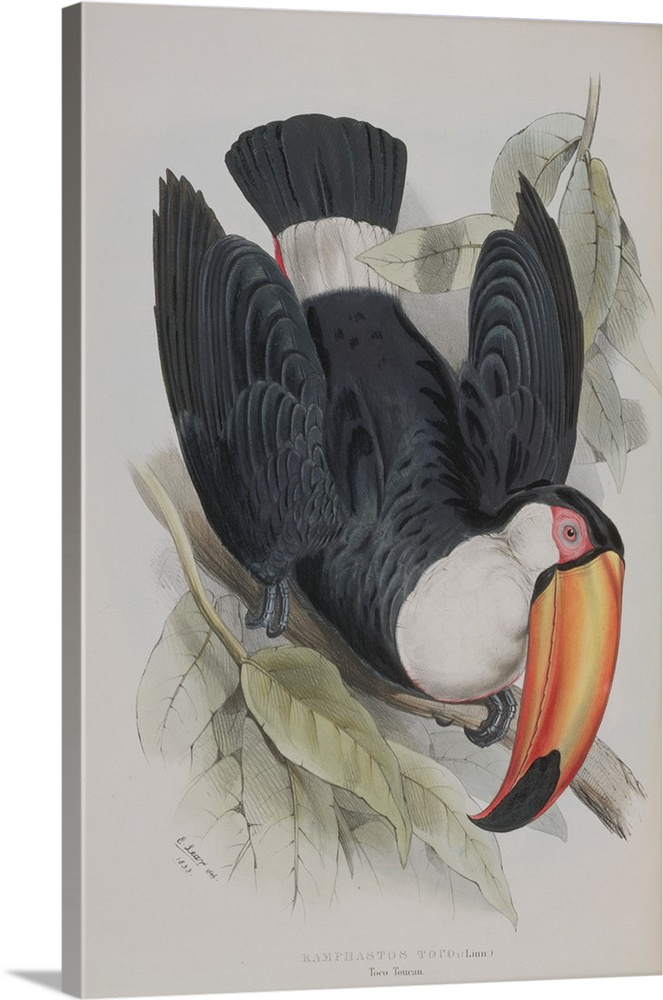 Toco Toucan, from 'A Monograph of the Ramphastidae, or Family of Toucans', by John Gould (1804-81) published 1833-35 (colo...