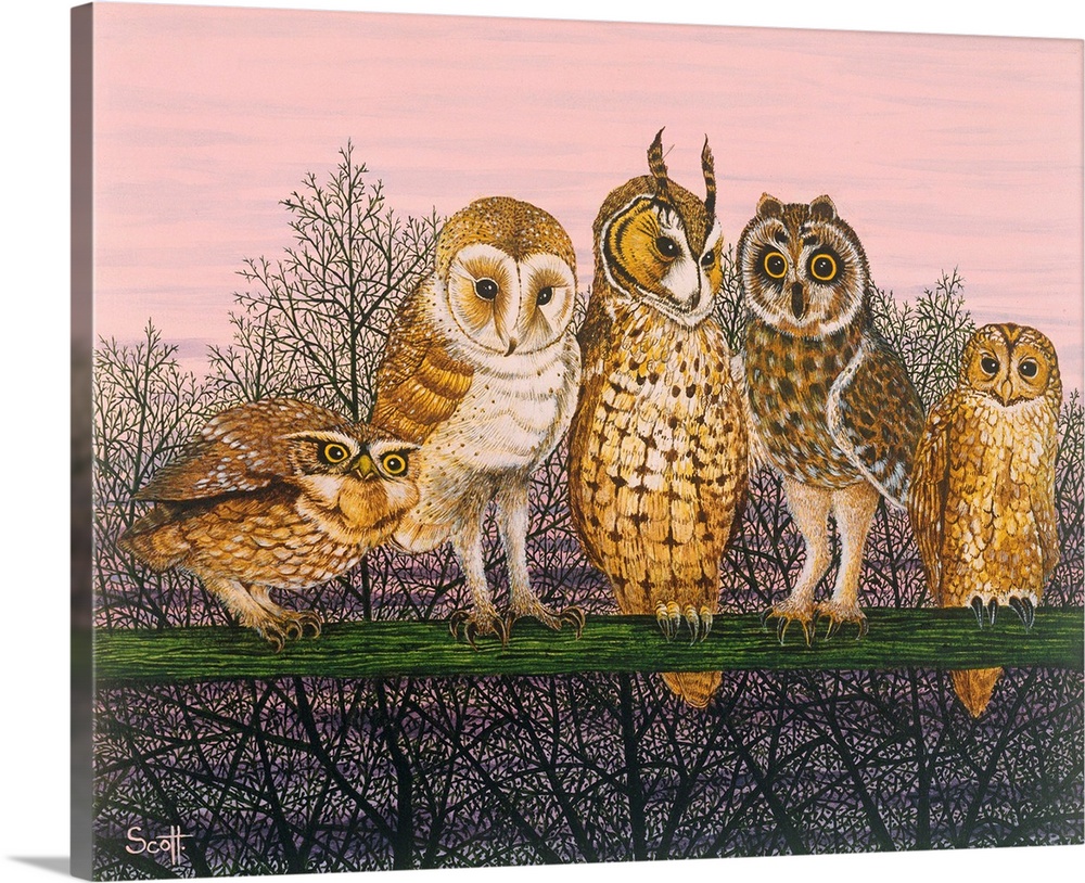 Contemporary painting of five different species of owl.
