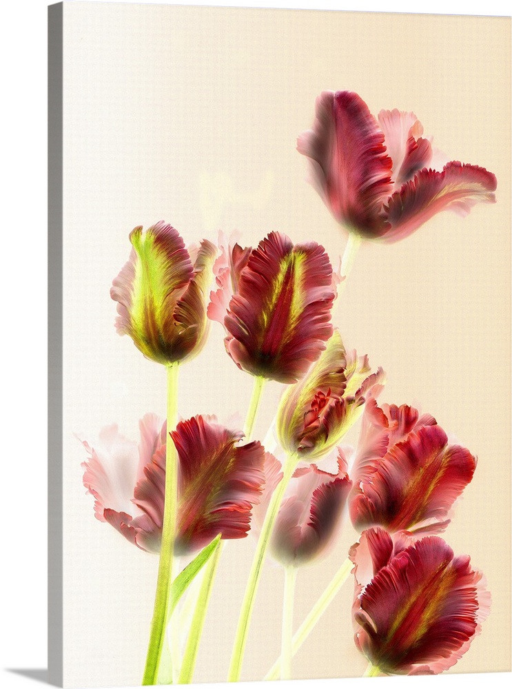 Tulips 13.